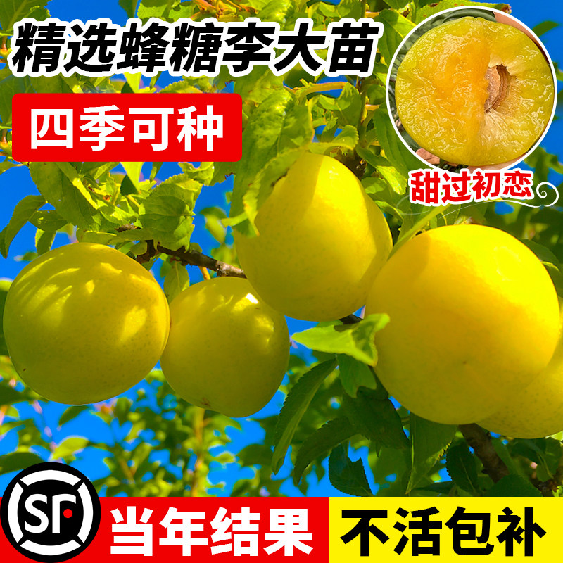 蜂糖李子树苗贵州六马正宗峰糖果树苗新品种三华李果树果苗南北方,淘宝优惠券,粉丝福利购,淘宝优惠卷