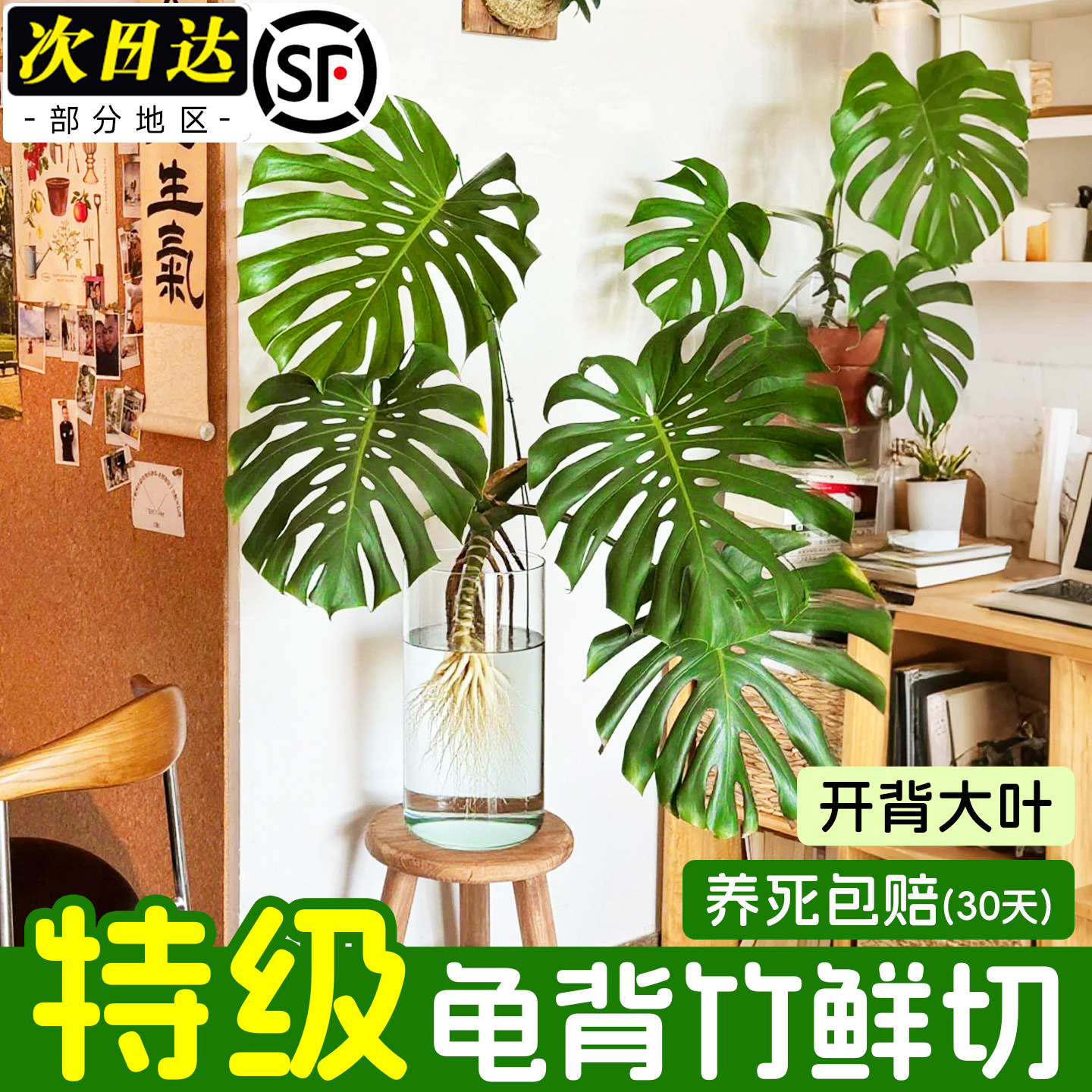 大叶龟背竹水培老桩桌摆水养绿植物高级感客厅旺宅四季好养除甲醛,淘宝优惠券,粉丝福利购,淘宝优惠卷