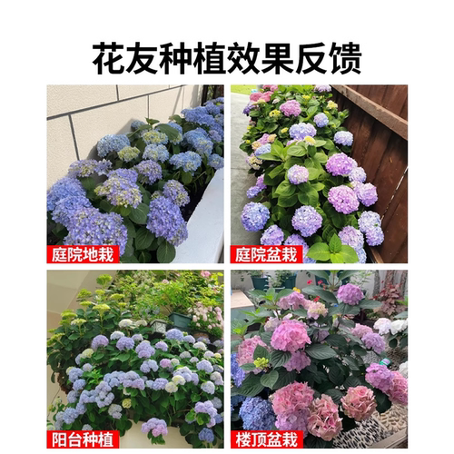 绣球花苗盆栽无尽夏带花鲜花卉庭院植物室内外耐寒耐冻耐晒四季开 - 图3