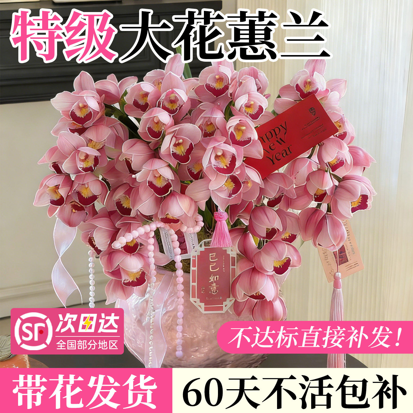 大花蕙兰带花苞盆栽鲜切兰花年宵花花剑过年客厅室内鲜花卉绿植物,淘宝优惠券,粉丝福利购,淘宝优惠卷