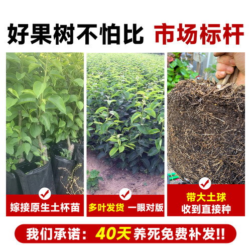 桂花梨树果苗嫁接苗苹果秋月梨当年结果南北方庭院种植盆栽果树沙 - 图0