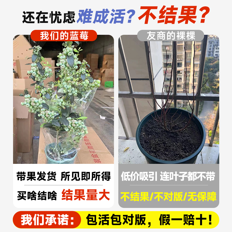 蓝苺树果苗带果室内阳台盆栽苔藓苗l25蓝莓梅大树苗南方北方种植 - 图0