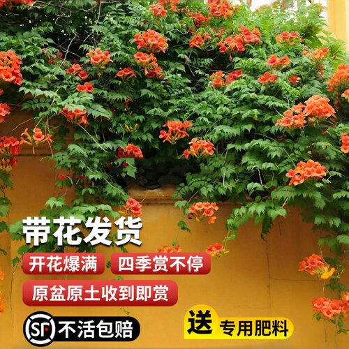 耐寒凌霄花苗爬藤植物四季花卉大苗绿植盆栽庭院阳台炮仗花紫藤 - 图0
