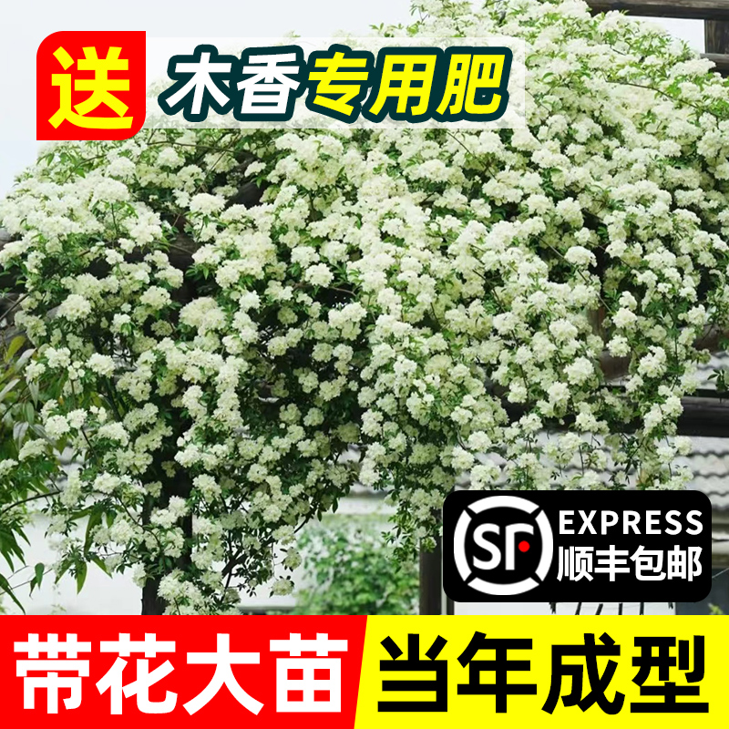 白木香花苗爬藤植物四季开花卉庭院带花七里香盆栽浓香型红黄木香 - 图3