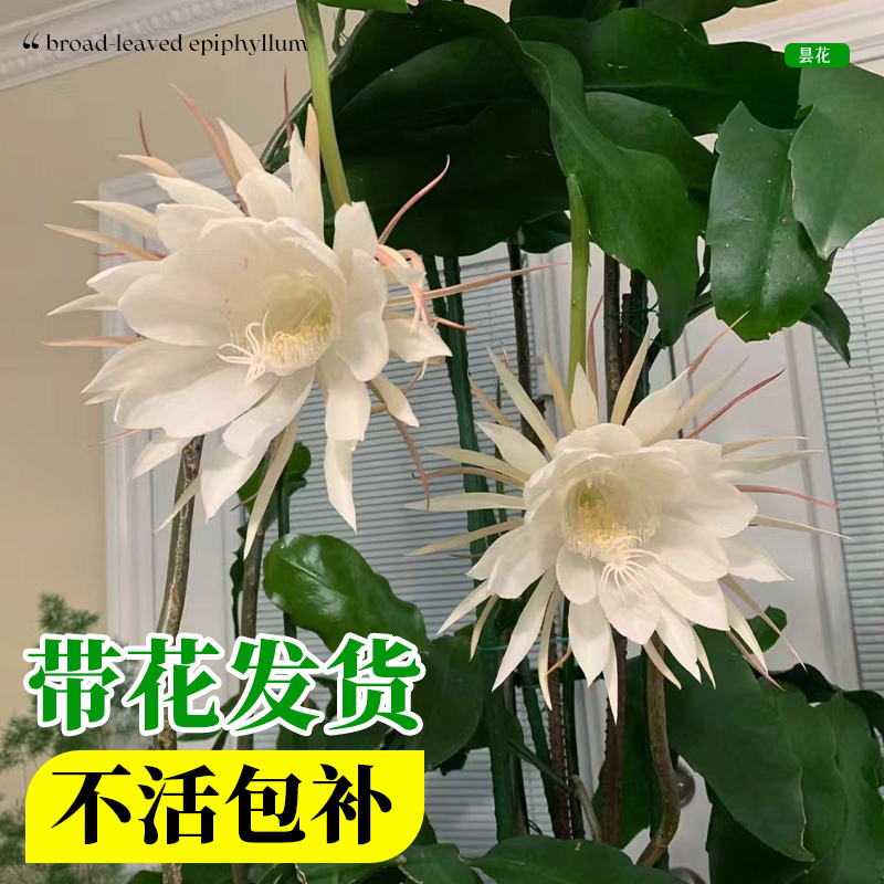 小叶昙花盆栽带花苞鲜花花卉植物阳台室内花苗好养活四季耐阴绿植