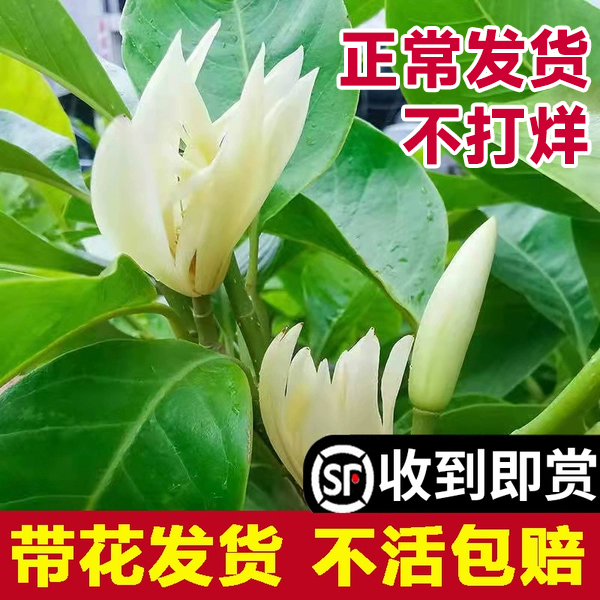 白兰花玉兰树苗花卉植物室内庭院绿植易活带花苞四季开黄角兰盆栽 - 图1