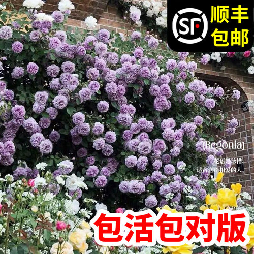 蓝色阴雨藤本月季花苗爬藤蔷薇阳台庭院四季植物花卉盆栽玫瑰花开 - 图2