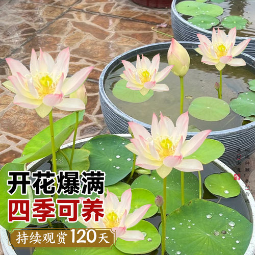 碗莲种藕水培植物水养花卉睡莲根块小型荷花盆栽苗种籽子室内四季 - 图2