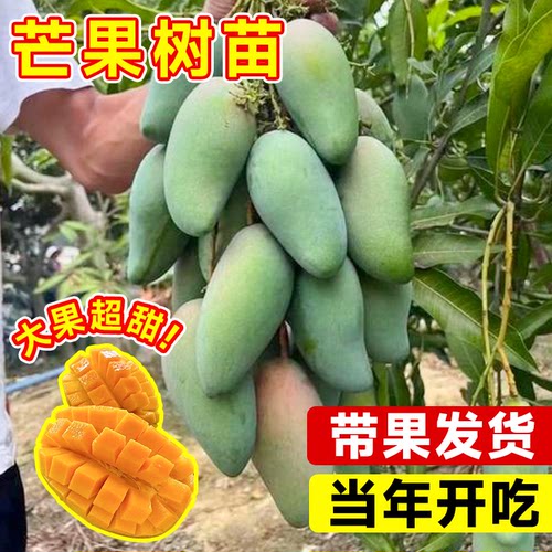四季芒果苗树贵妃芒果树果苗南北方种植庭院耐寒嫁接枝条水果树苗 - 图0