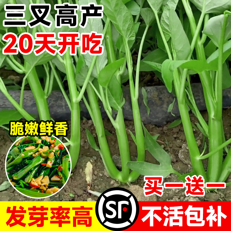 三叉空心菜种籽四季阳台种植蔬菜种子孑水培大叶通心菜籽菜苗高产 - 图0