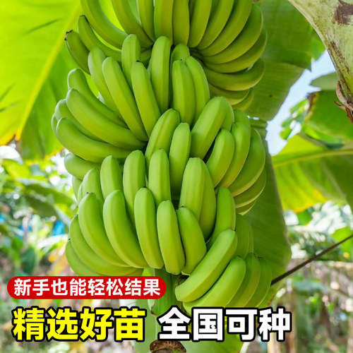 香蕉树苗盆栽地栽芭蕉粉蕉耐寒矮化香蕉苗南方北方四季庭院果树苗 - 图1