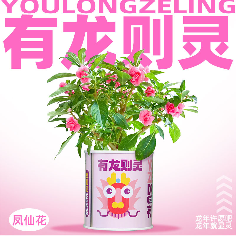 龙年祝福迷你盆栽小花农凤仙花四叶草花卉绿植物种子儿童种植罐头 - 图0