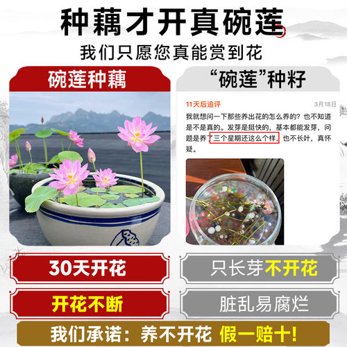 碗莲种藕水培植物水养花卉睡莲根块小型荷花盆栽苗种籽子室内四季 - 图1