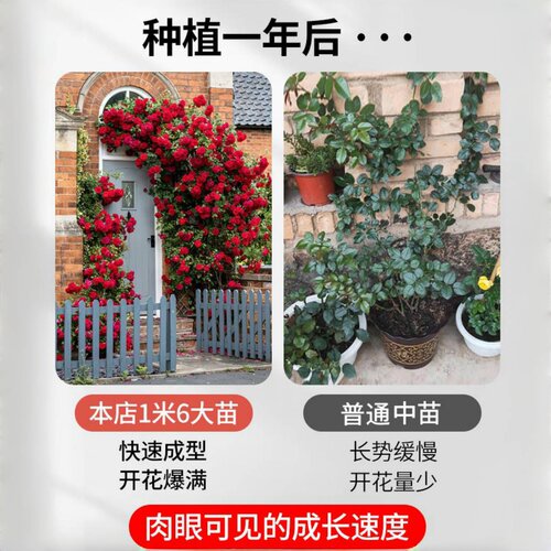 【1米6大苗】蔷薇花苗藤本月季特大花爬藤植物四季花卉盆栽玫瑰花 - 图2