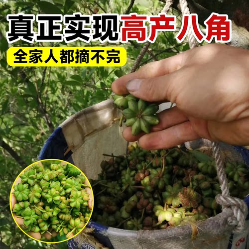 八角树树苗盆栽广西大红罗马嫁接大苗食用大料南方北方种植茴香树 - 图3