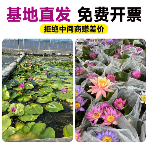 池塘专用睡莲水培植物带花苞四季开花根块苗耐寒鱼缸无土水养花卉 - 图3