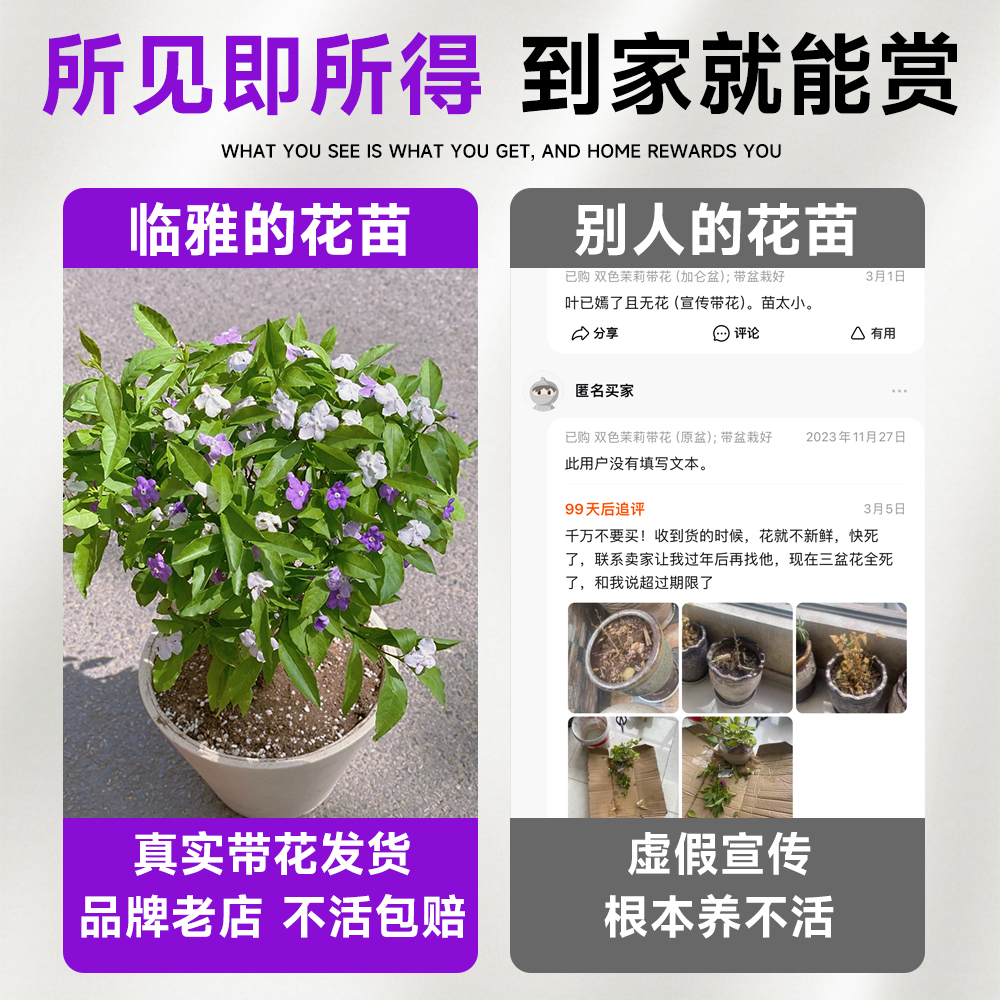 双色茉莉花盆栽老桩棒棒糖独杆大苗香室内外阳台庭院鸳鸯茉莉花苗-图0