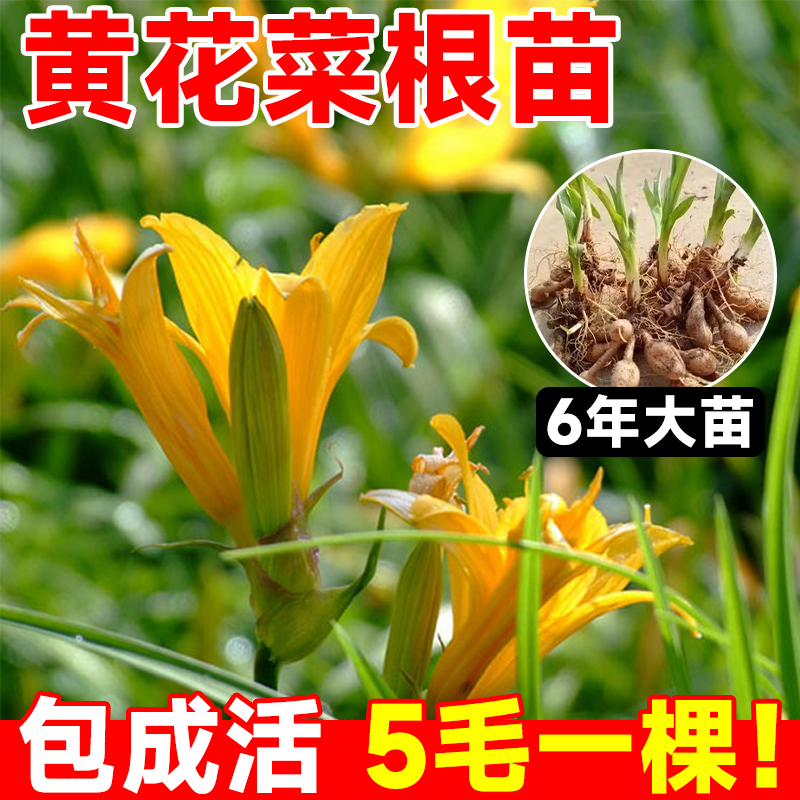 黄花菜根苗食用黄花菜种苗金针菜金针花多年生种籽现挖现发包成活 - 图2