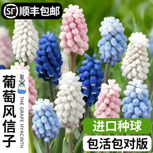 进口葡萄风信子水培植物室内阳台盆栽种球根郁金香百合水仙养花卉 - 图0