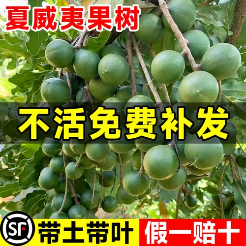 正宗夏威夷果苗坚果树苗广西澳洲坚果苗南方种植带土带叶当年结果 - 图0