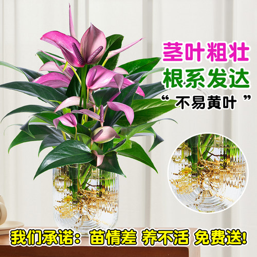 水培植物紫掌桌面绿植小盆栽香妃齐祖红掌室内耐阴好养易活的植物 - 图0