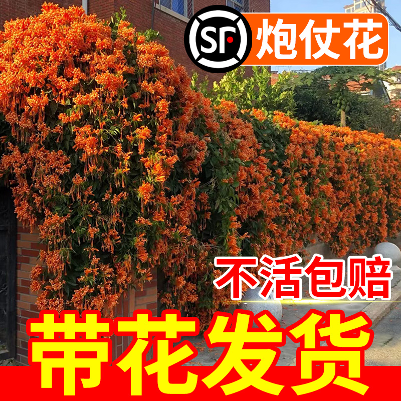 炮仗花爬藤植物四季开花卉盆栽阳台庭院凌霄花苗老桩大苗藤蔓爬墙-图1