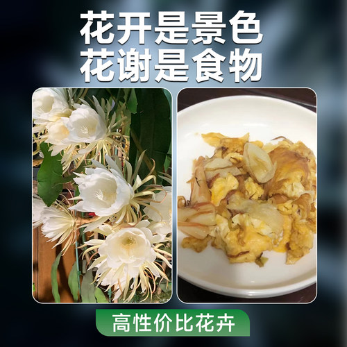 四季昙花盆栽带花苞小叶大叶卷叶昙花花苗可食用阳台浓香花卉植物 - 图1