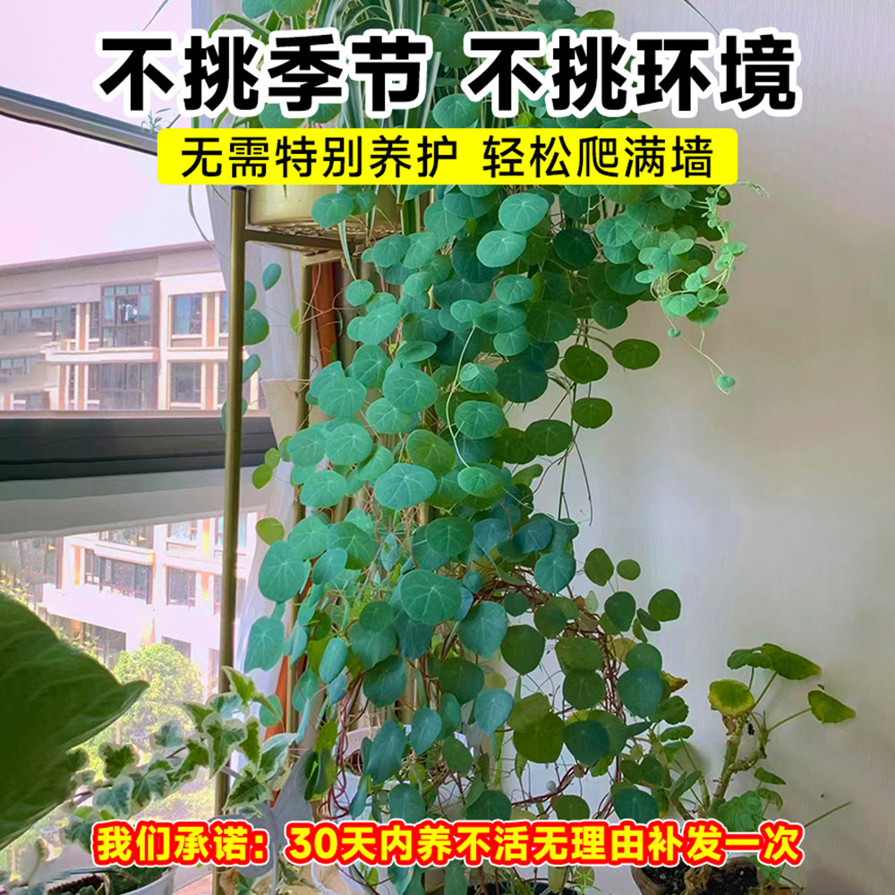 山乌龟植物一叶龟金不换种球盆栽室内阳台爬藤观叶水培好养绿植物,淘宝优惠券,粉丝福利购,淘宝优惠卷
