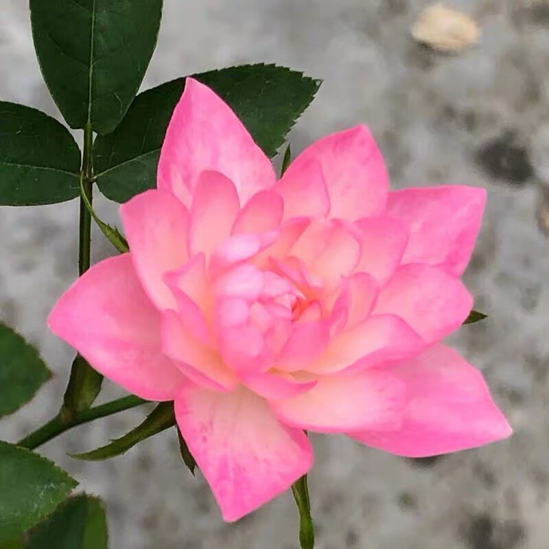 【天荷繁星】微型月季花苗蔷薇盆栽开花卉植物花卉四季