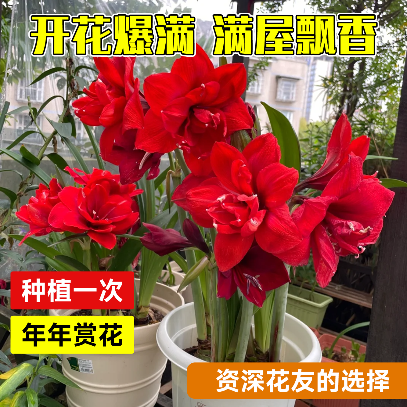 朱顶红盆栽带花苞进口重瓣大种球安吉拉阿弗雷室内阳台绿植物好养 - 图1