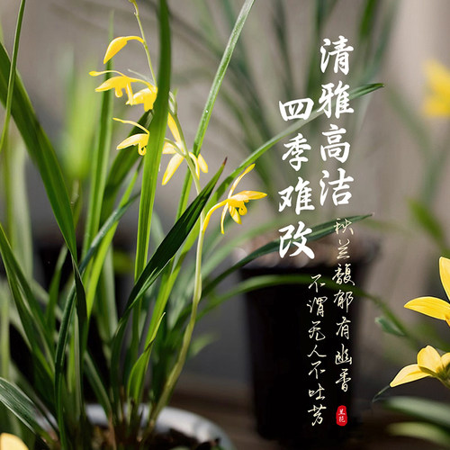 名贵兰花盆栽带花苞建兰系列室内阳台绿植浓香型花卉四季好养绿植 - 图1