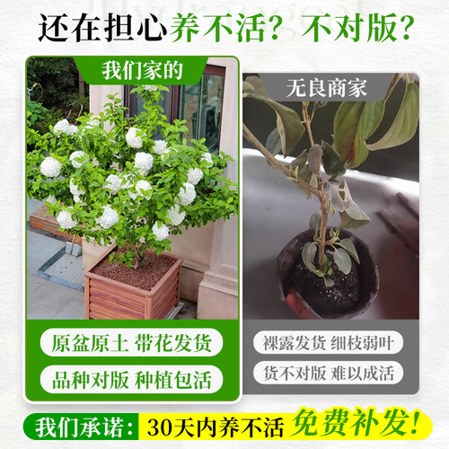 中华木绣球大花斗球树苗绣球花苗四季花卉开花盆栽庭院室外风景树 - 图0