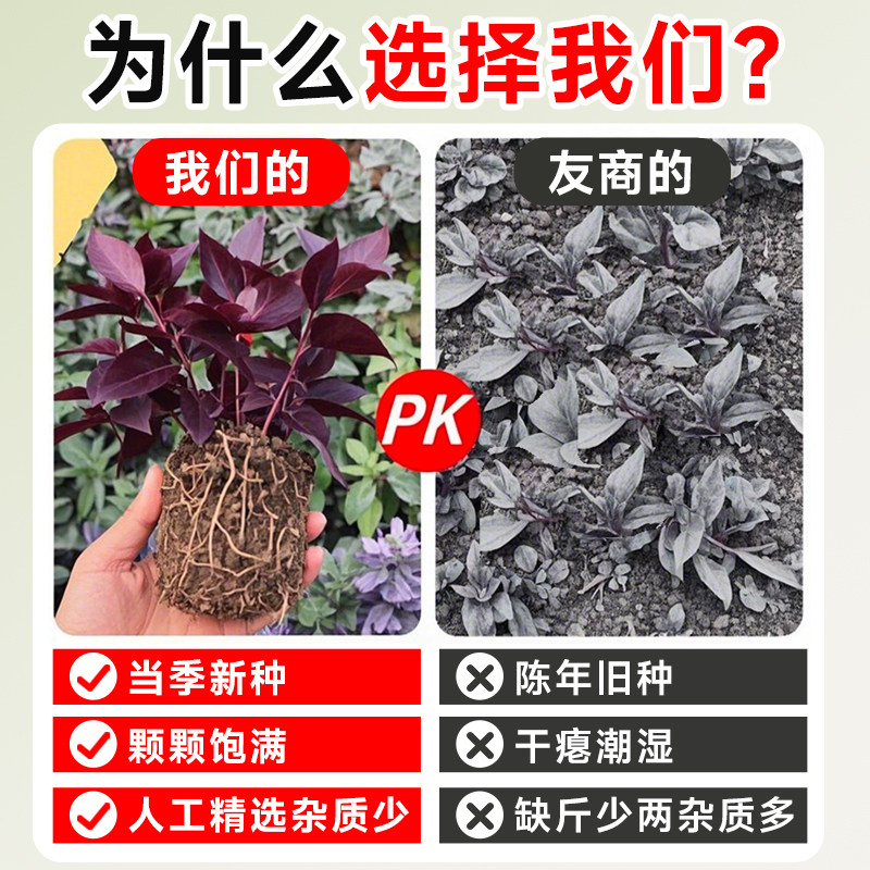 紫苏苗食用双面老品种带土大叶阳台种植蔬菜秧苗盆栽植物室内好养,淘宝优惠券,粉丝福利购,淘宝优惠卷