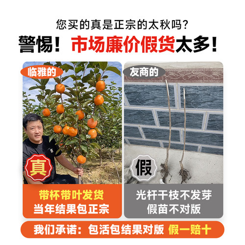 正宗太秋甜柿树苗脆柿子树果苗庭院水果树庭院南北方种植嫁接耐寒 - 图0