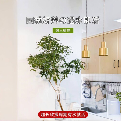 马醉木水培植物鲜切枝条盆栽真树室内小绿植日本吊钟客厅水养鲜花 - 图0