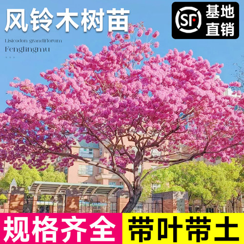 黄花风铃木树苗大树紫花盆栽别墅庭院行道四季名贵风景树绿化植物 - 图1