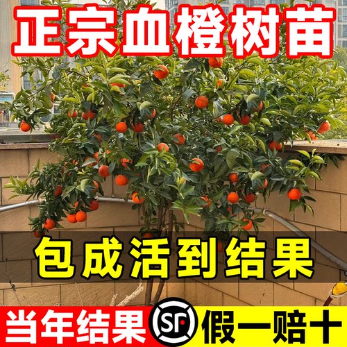血橙果苗橙子树苗赣南脐橙冰糖果冻橙当年结果嫁接果树南北方种植 - 图1