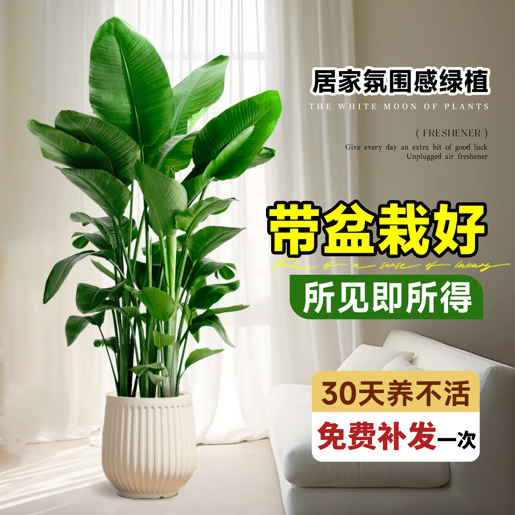 天堂鸟客厅绿植盆栽大型植物办公室内落地大号花卉好养禄植除甲醛 - 图1