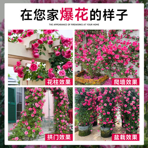 大游行藤本月季墙微花树苗爬藤花卉四季开蔷薇玫瑰花盆栽浓香老桩 - 图2