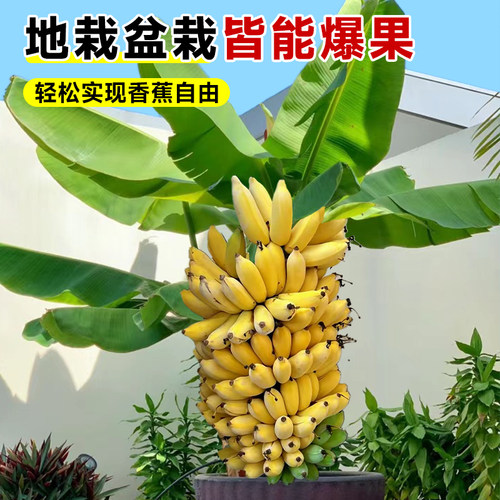 香蕉树苗盆栽地栽芭蕉粉蕉耐寒矮化香蕉苗南方北方四季庭院果树苗 - 图2