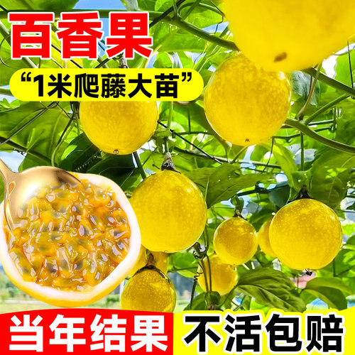 【1米特大苗】钦蜜9号黄金百香果树果苗嫁接盆栽南方四季不断结果 - 图2