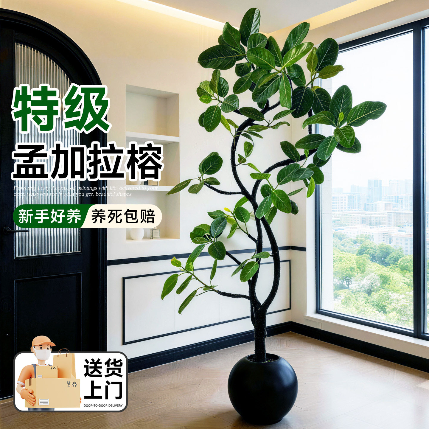 孟加拉榕客厅绿植高级感大盆栽黄金榕轻奢绿植高山榕室内好养易活,淘宝优惠券,粉丝福利购,淘宝优惠卷