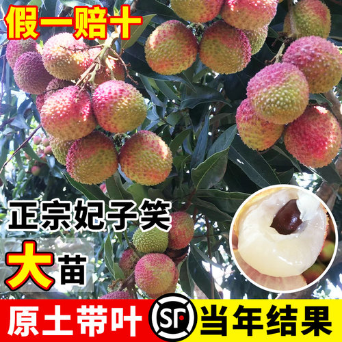 妃子笑荔枝树苗正宗无核桂味果树果苗嫁接仙进奉盆栽四季种植树苖 - 图1