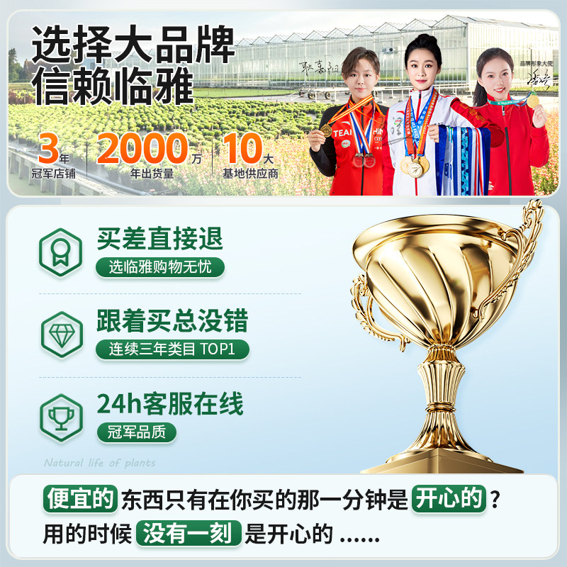 蝴蝶兰盆栽带花大兰花苗四季种易活花卉室内植物鲜花适合客厅摆放