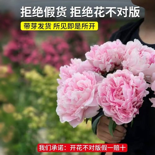 芍药花苗重瓣带芽大苗鲜花四季开花卉阳台庭院牡丹花种根盆栽植物 - 图2