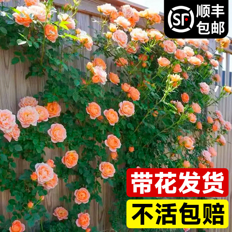 甜梦蔷薇藤本月季花苗阳台盆栽庭院四季爬藤植物玫瑰带花苞开花卉,淘宝优惠券,粉丝福利购,淘宝优惠卷