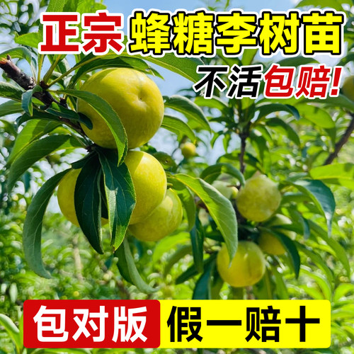 正宗蜂糖李子树苗特大果树果苗大全矮化带土新品种盆栽贵州六马 - 图2