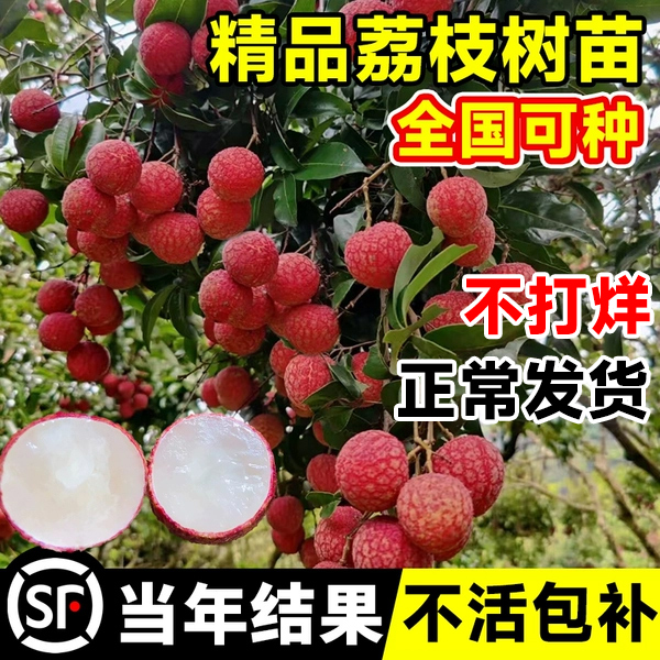 荔枝树苖无核桂味果树盆栽妃子笑嫁接水果树苗糯米糍果苗当年结果-图0