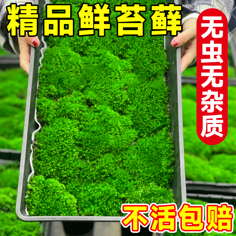 青苔藓鲜活微景观绿植盆景桌面假山造景材料永生白发短绒植物盆栽 - 图1