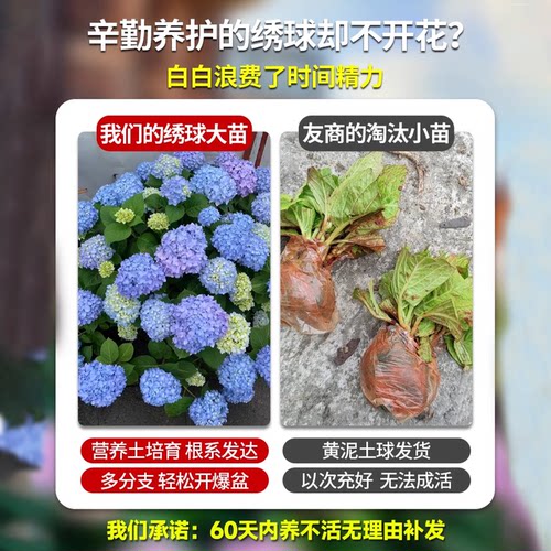 绣球花苗四季盆栽室内阳台庭院植物开花卉无尽夏带花苞耐寒老桩秀 - 图1